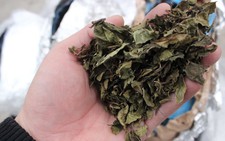 Bắt giữ hai lô hàng nghi 'lá Khát' vận chuyển bằng máy bay