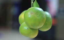 Món ăn né được ung thư, đột quỵ