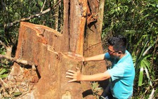 ​Kiểm tra phá rừng phòng hộ Bắc Trà My