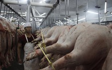 Truy xuất nguồn gốc thịt heo gặp khó