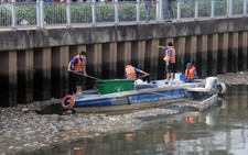 Tìm giải pháp ngăn cá chết trên kênh Nhiêu Lộc - Thị Nghè
