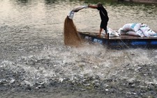 ​Không sử dụng kháng sinh trong thức ăn thủy sản