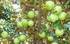 Trái vú sữa Việt Nam đã chính thức vào thị trường Mỹ