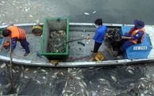 Lo cá chết ở kênh Nhiêu Lộc - Thị Nghè