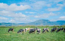 Hành trình sữa tươi organic nâng tầm ngành sữa Việt