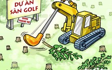 Phá rừng phòng hộ... đón hoa hậu