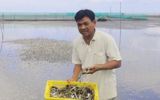 Kiên Giang vẫn chưa rõ nguyên nhân cá, nghêu chết