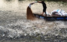 ​Cá tra thương phẩm phải đáp ứng 4 điều kiện