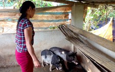 Điện Biên cấp heo giống 160.000đồng/kg cho dân