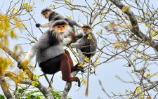 Voọc khóc, voọc cười