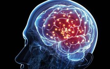​Phát hiện ra các gene quy định trí thông minh ở con người
