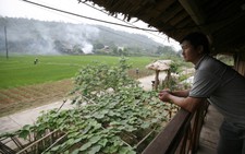 Homestay ở nơi có ruộng bậc thang và mùa lúa chín 