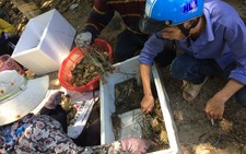 Tranh cãi quanh vụ tôm hùm chết hàng loạt ở Phú Yên