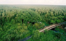 Rừng tràm U Minh Hạ ở Cà Mau 