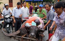 Chọi trâu, lễ hội hay thú vui ích kỷ của con người?