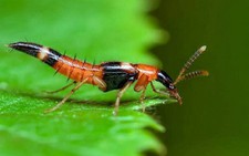 ​Viêm da do tiếp xúc kiến ba khoang