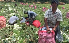 Được 'mua', chàng rể Churu phải làm quần quật