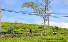 Bản sắc Việt: Đồi chè Cầu Đất xanh ngát ở Đà Lạt
