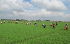 Xin nuôi 203ha cá tra ở Long An