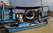 Săn vi cá mập