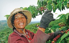 Mùa cà phê Tây nguyên
