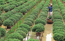 Họ đã chở mùa xuân đi