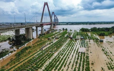 Sông Hồng qua Hà Nội mênh mông nước, làng đào lại ngâm mình trong dòng lũ