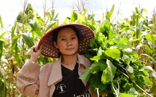 Nữ sinh viên núi rừng Ia Pia chăm bò, nuôi tằm, gói bánh thuê… kiếm tiền đi học