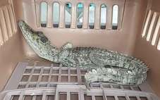 Phát hiện cá sấu khoảng 1,8kg trong khuôn viên nhà, người dân giao nộp công an