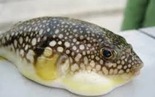 Ăn cá nóc, 9 người ngộ độc, 1 nguy kịch