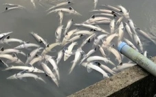 Lũ ống bất ngờ làm chết 45 tấn cá tầm ở Măng Đen, thiệt hại tiền tỉ