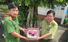 Rùa núi vàng và tê tê đi lạc, người dân phát hiện liền đem giao nộp cho công an