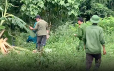 Người đàn ông đi hái măng rừng nằm chết, bên cạnh có dấu chân nghi của voi rừng