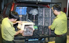 Kiểm lâm TP.HCM phát hiện 8 sọt nhựa chứa 500 con chim cu ngói không giấy tờ