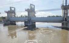 Đóng cống Tha La và một phần cống Trà Sư để bảo vệ lúa thu đông