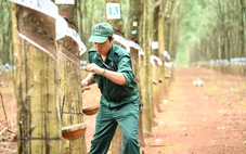 VRG vượt kế hoạch lợi nhuận năm 2025 ngay trong 9 tháng