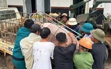 Tính toán dời dân khỏi khu vực sạt lở nghiêm trọng ở Gia Lai