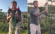 Hết khoe cà rốt, David Beckham khoe hành