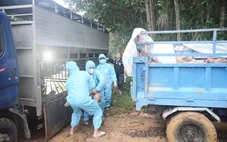 Xử phạt chủ xe tải chở 58 con heo không rõ nguồn gốc trong vùng có dịch tả heo Châu Phi