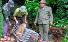 Khỉ quý lạc vào vườn giữa mưa bão, dân báo kiểm lâm thả về rừng