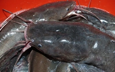 Dân đổ dớn mùa nước nổi trúng luồng cá trê khủng, có con cá trê dài gần 1m, nặng 8kg