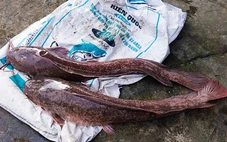 Cá trê lai nặng 8kg ở ngoài tự nhiên là hiếm