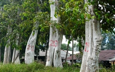 Kỷ luật buộc thôi việc Chi cục trưởng Chi cục Kiểm lâm tỉnh Gia Lai và 4 thuộc cấp