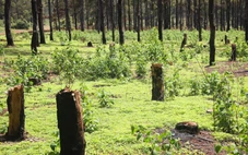 Rừng thông Đak Đoa tuyệt đẹp liên tục bị trộm, tỉnh Gia Lai chỉ đạo khẩn