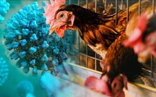 Chuyên gia cảnh báo chủng cúm H9N2 đang thích nghi với cơ thể người
