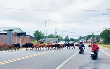 Phú Quốc: Nuôi bò thả rông nếu gây tai nạn, người nuôi sẽ bị phạt tiền, thậm chí bị phạt tù
