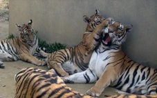 Sẽ bàn giao 9 con hổ nuôi ở Thanh Hóa về Vườn thú Hà Nội