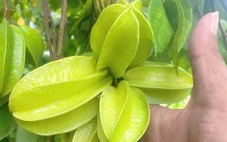 Tắm trẻ sơ sinh bằng lá khế, coi chừng nhiễm trùng da