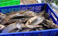 Sạt lở cách 3km, 70 tấn cá tầm của bà con xã Ngọc Linh chết hàng loạt