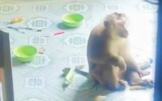 Bắt được khỉ đuôi lợn 7kg cắn người ở xã Tân Nhựt, TP.HCM